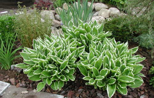 +Hosta Undulata Albomarginata