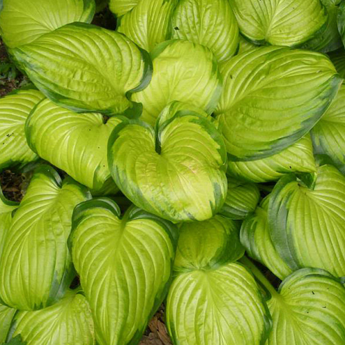 +Hosta Stained Glass