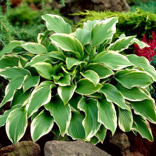 Hosta Carol