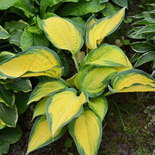 +Hosta Orange Marmalade