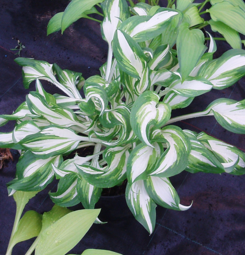 Hosta Kiwi Spearmint