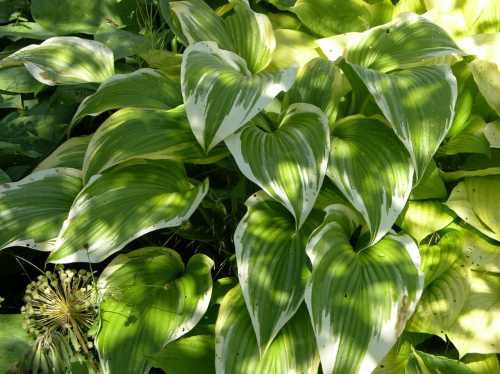 Hosta Prima Donna