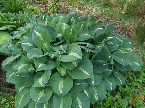 +Hosta Striptease