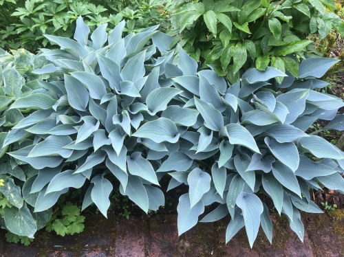 +Hosta Blue Cadet