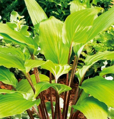 +Hosta Goosberry Sundae