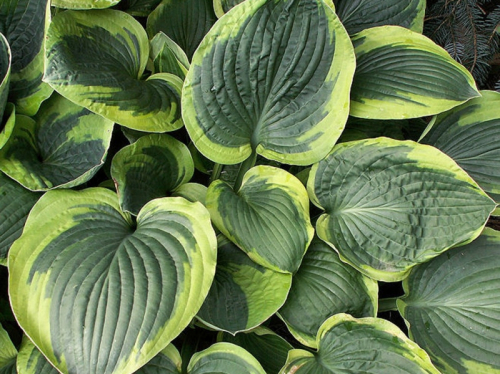 +Hosta Abiqua Moonbeam