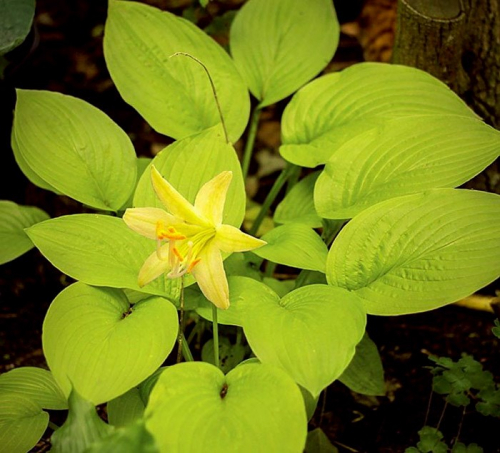 +Hosta Miracle Lemony