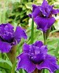 Iris Sibirica Ruffled Plus