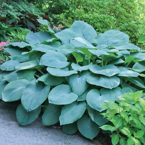 +Hosta Bressingham Blue