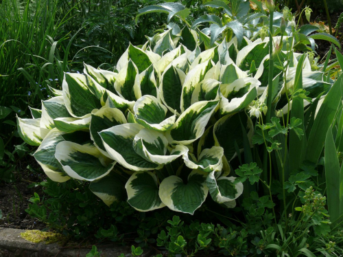 +Hosta Patriot