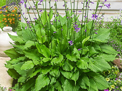 Hosta Purple Sensation