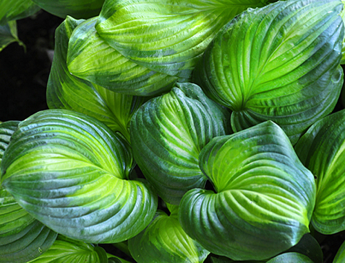 +Hosta Avocado