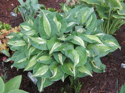 +Hosta Snake Eyes