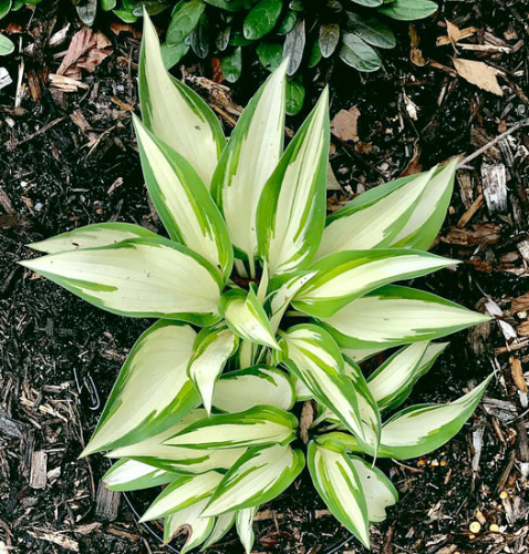 +Hosta Tongue of Flame