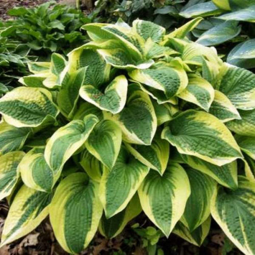 +Hosta Alvatine Taylor