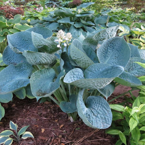 Hosta Love Pat