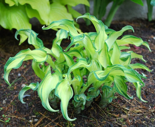 +Hosta Ripple Effect