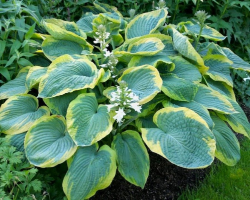 Hosta Fried Bananas