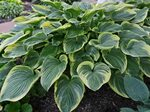 +Hosta Final Victory