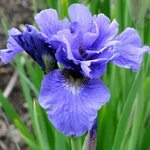 Iris Sibirica Rambunctious