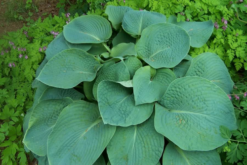 Hosta Sieboldiana