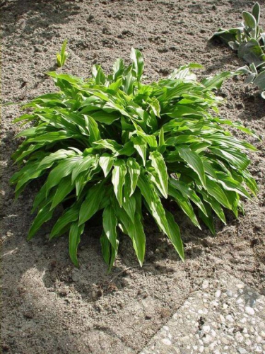 +Hosta Green Bag