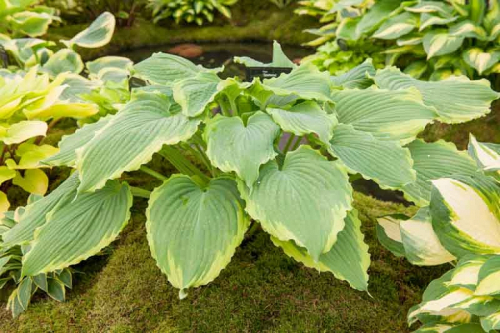 +Hosta Spartacus