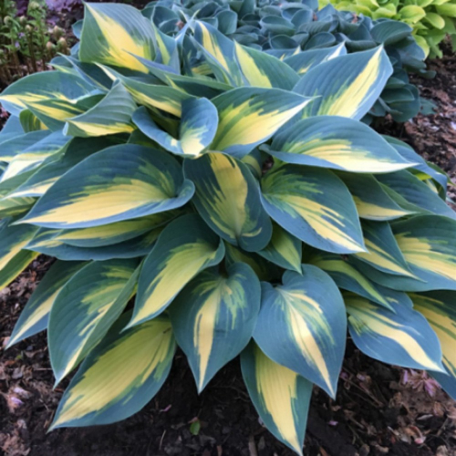 +Hosta Magic Island