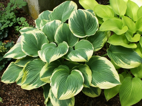 +Hosta Robert Frost