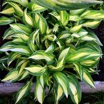 +Hosta Lakeside Little Tuft