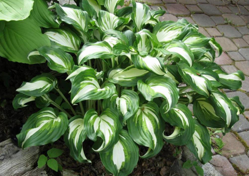 +Hosta Undulata Univittata