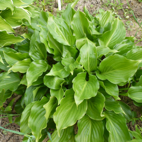 Hosta Invincible