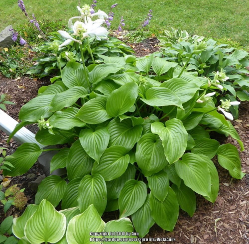 Hosta Venus