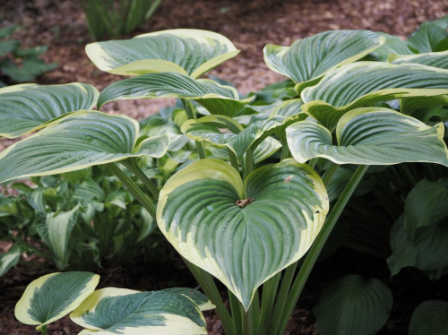 +Hosta Victory