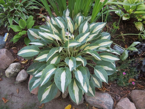 Hosta Pin-Up