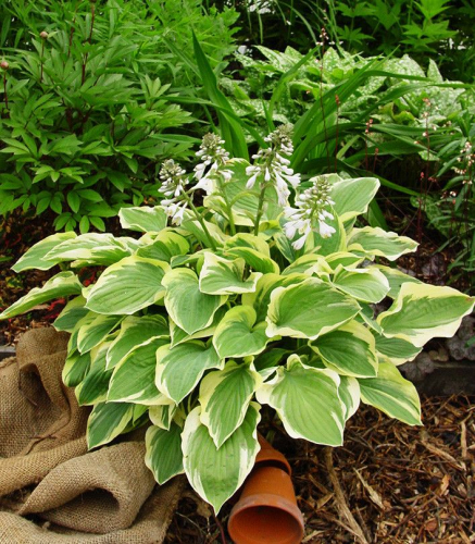 Hosta Tambourine