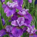Iris Sibirica Roaring Jelly