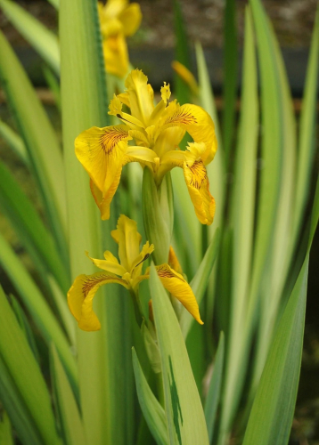 Iris Pseudacorus Variegata