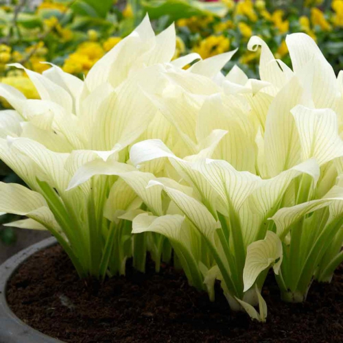 +Hosta White Feather ®