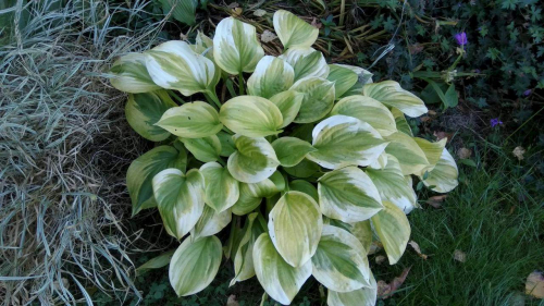 Hosta Summer Lovin