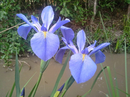 Iris Louisiana Sea Wisp