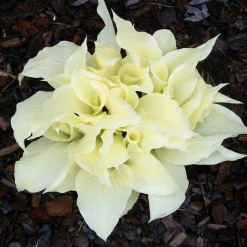 +Hosta White Feather ®