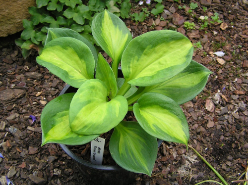 +Hosta Sunset Grooves