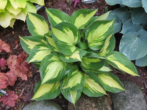 +Hosta Morning Star