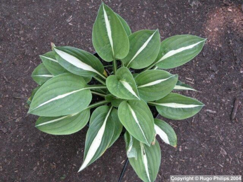 +Hosta Whirly Pop