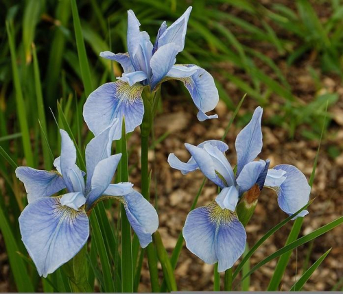 Iris Sibirica Soft Blue