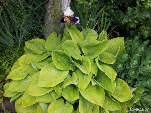 Hosta Sunny Halcyon