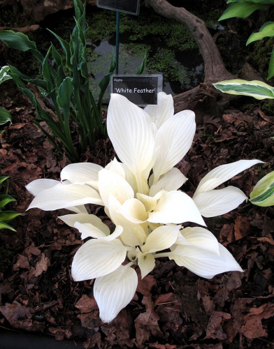 +Hosta White Feather ®