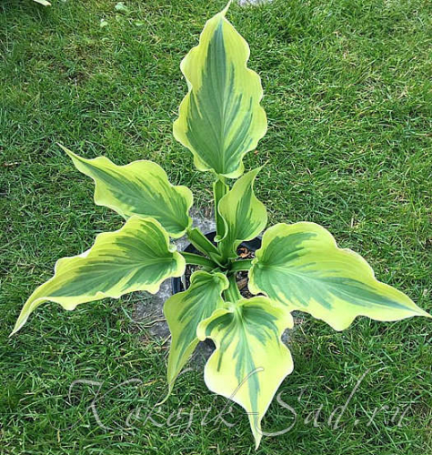 +Hosta Paisley Border