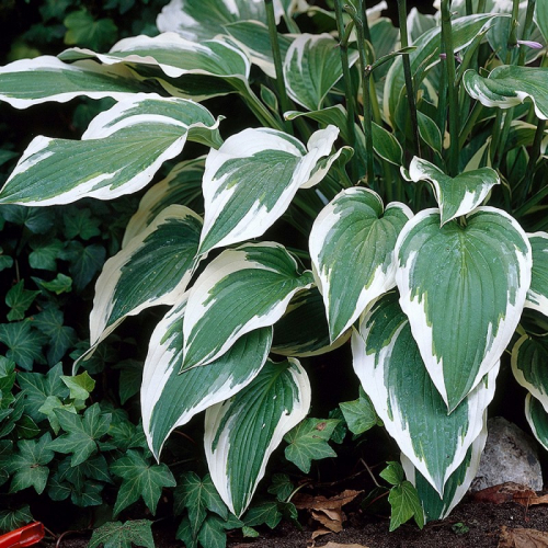 ++Hosta Antioch